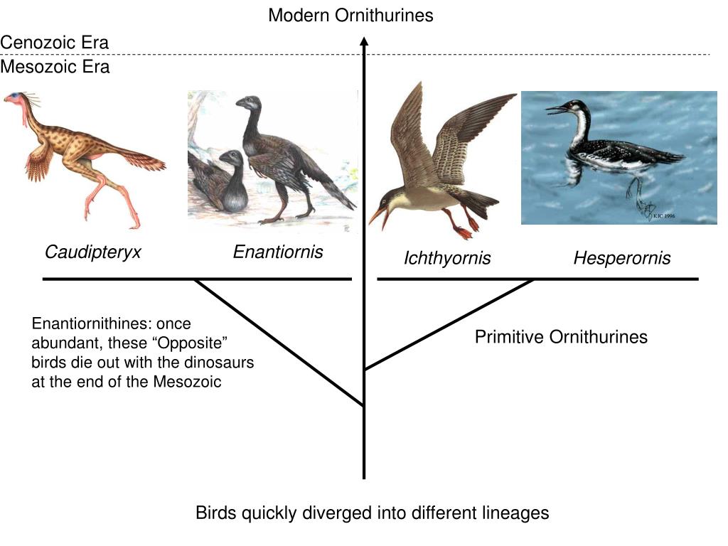 PPT The Evolution of Birds & the Origin of Flight PowerPoint