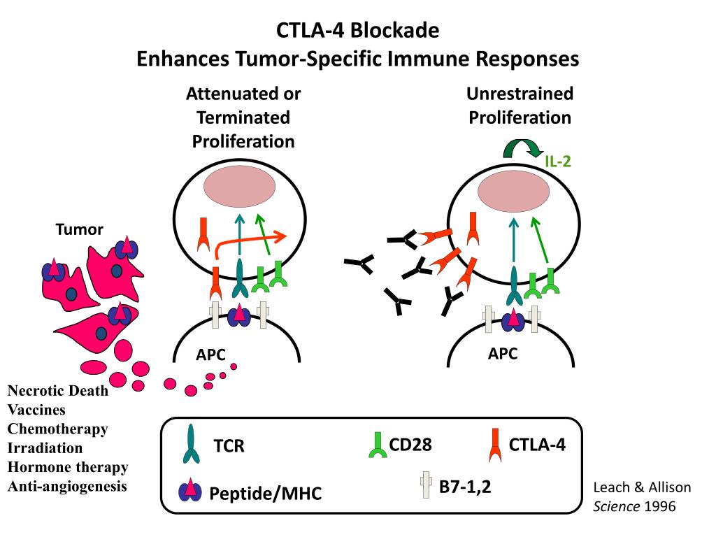 PPT Immunotherapy for Prostate Cancer Are we on the right target