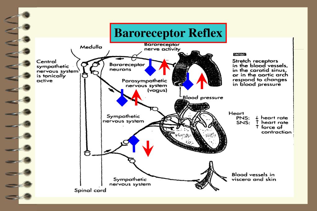 PPT INTRODUCTION TO AUTONOMIC PHARMACOLOGY Part VI Interaction of