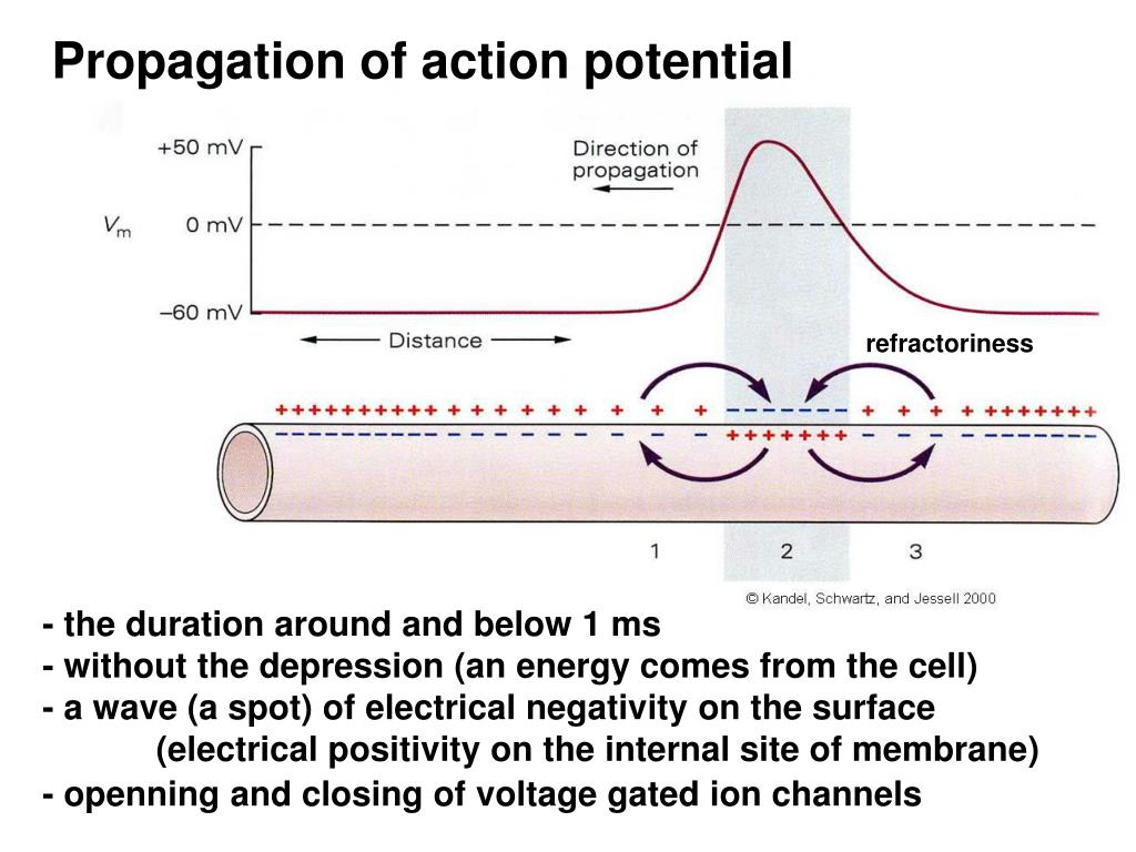PPT BIOPHYSICS OF ACTION POTENTIAL & SYNAPSE PowerPoint Presentation ID4747563