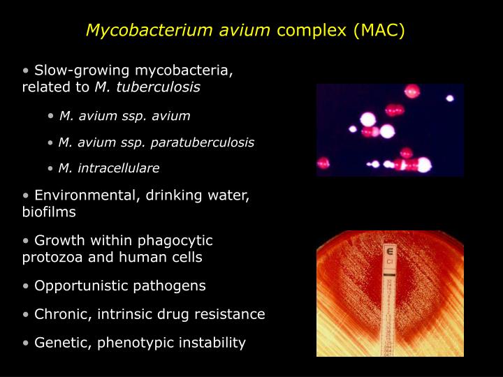 Mycobacterium Avium Complex Belgium Pdf Ppt Case