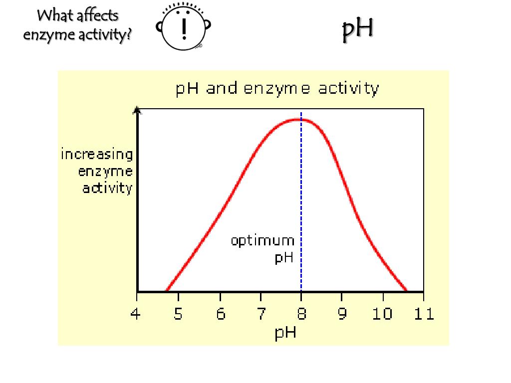 PPT Enzymes PowerPoint Presentation, free download ID4748539
