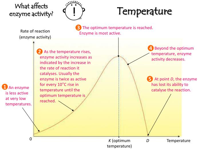 PPT Enzymes PowerPoint Presentation ID4748539