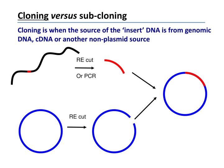 PPT Molecular cloning PowerPoint Presentation ID4748736