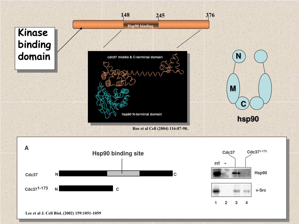 PPT Protein Kinases PowerPoint Presentation, free download ID4751773