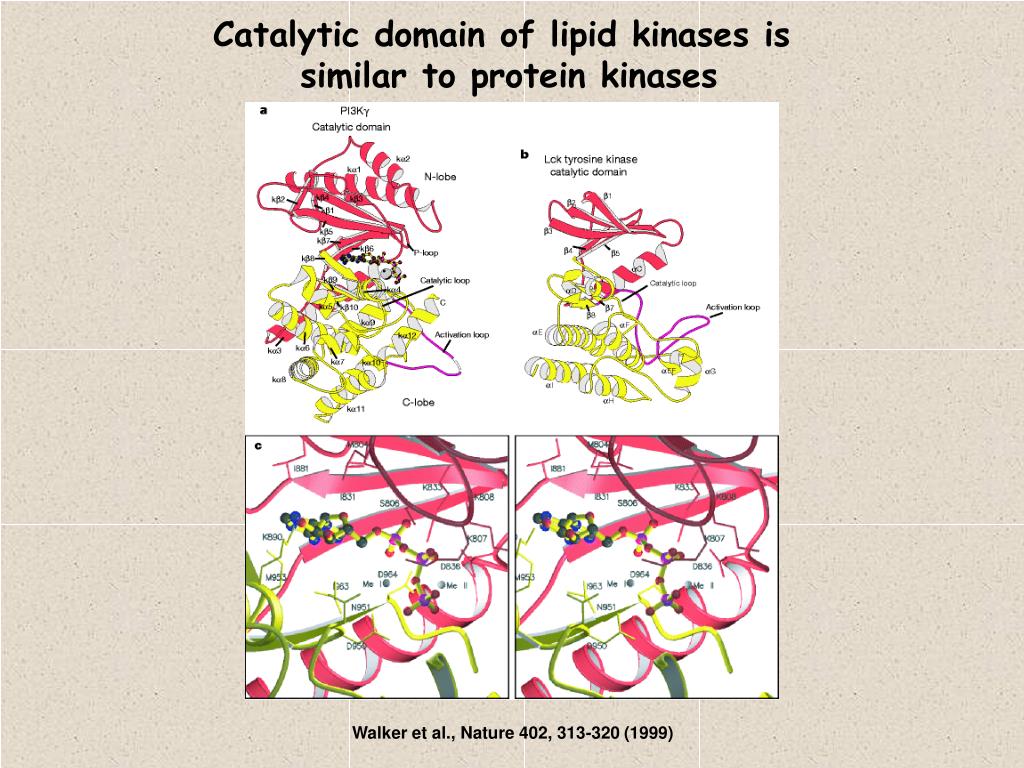 PPT Protein Kinases PowerPoint Presentation, free download ID4751773