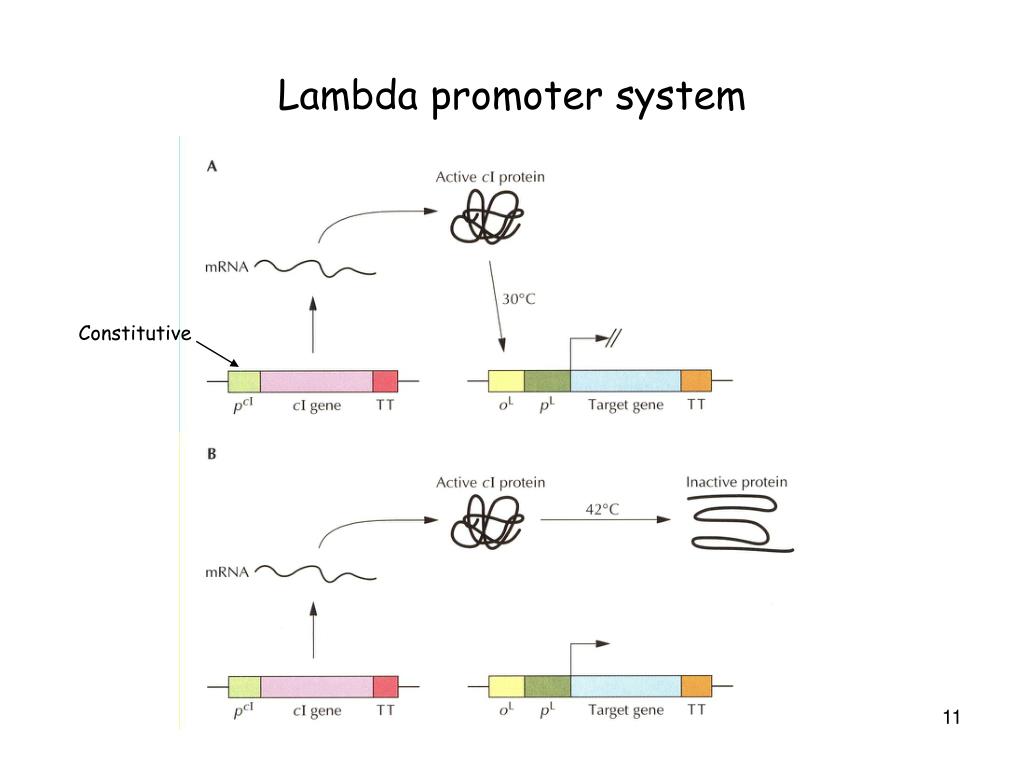PPT Gene Expression Systems in Prokaryotes and Eukaryotes PowerPoint