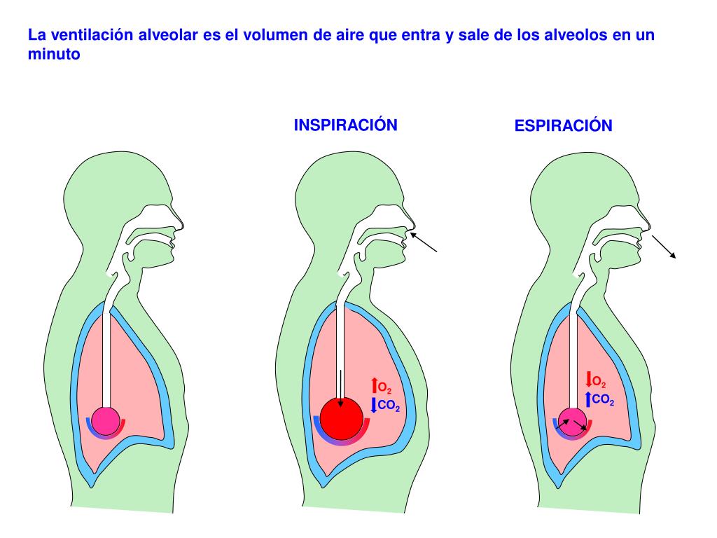 PPT VENTILACIÓN ALVEOLAR PowerPoint Presentation, free download ID