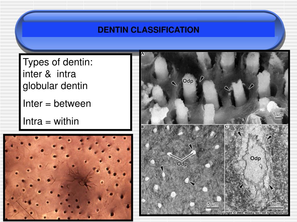 PPT Oral Histology, Embryology & Dent 5315/DH2215 February