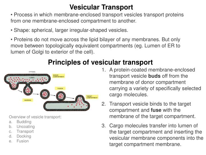 PPT MB207 Molecular Cell Biology PowerPoint Presentation ID4761759