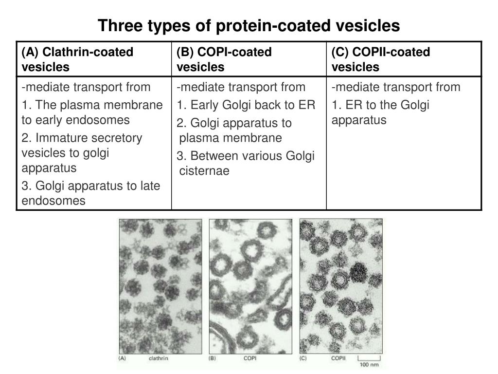 PPT MB207 Molecular Cell Biology PowerPoint Presentation, free