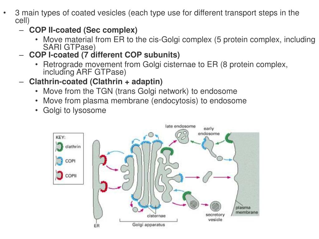 PPT MB207 Molecular Cell Biology PowerPoint Presentation, free