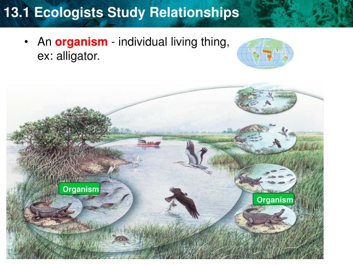 PPT Ecology study of the interactions between living things and