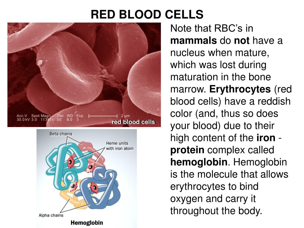 PPT Blood is made up of red blood cells, white blood cells, platelets