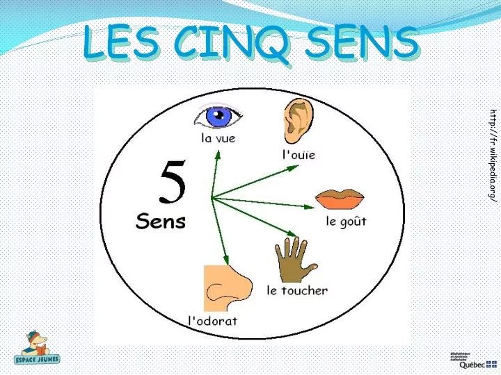 [Je voulais le plus] organe des 5 sens 5 senses