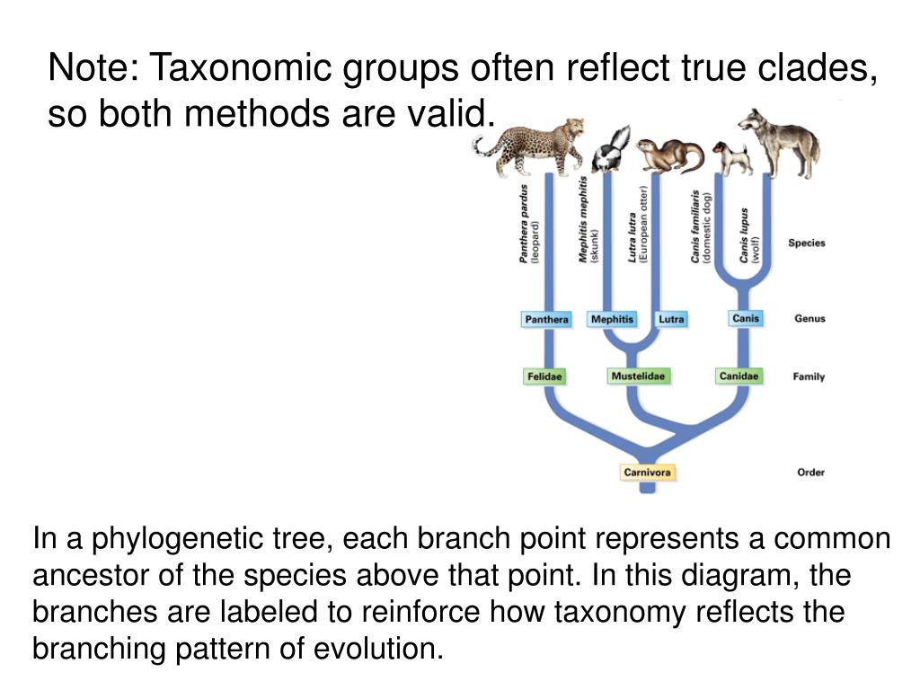 PPT Phylogeny and Modern Taxonomy and Kingdoms and