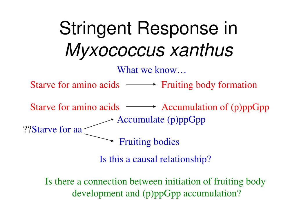 Stringent Control The Stringent Response And Cell Cycle