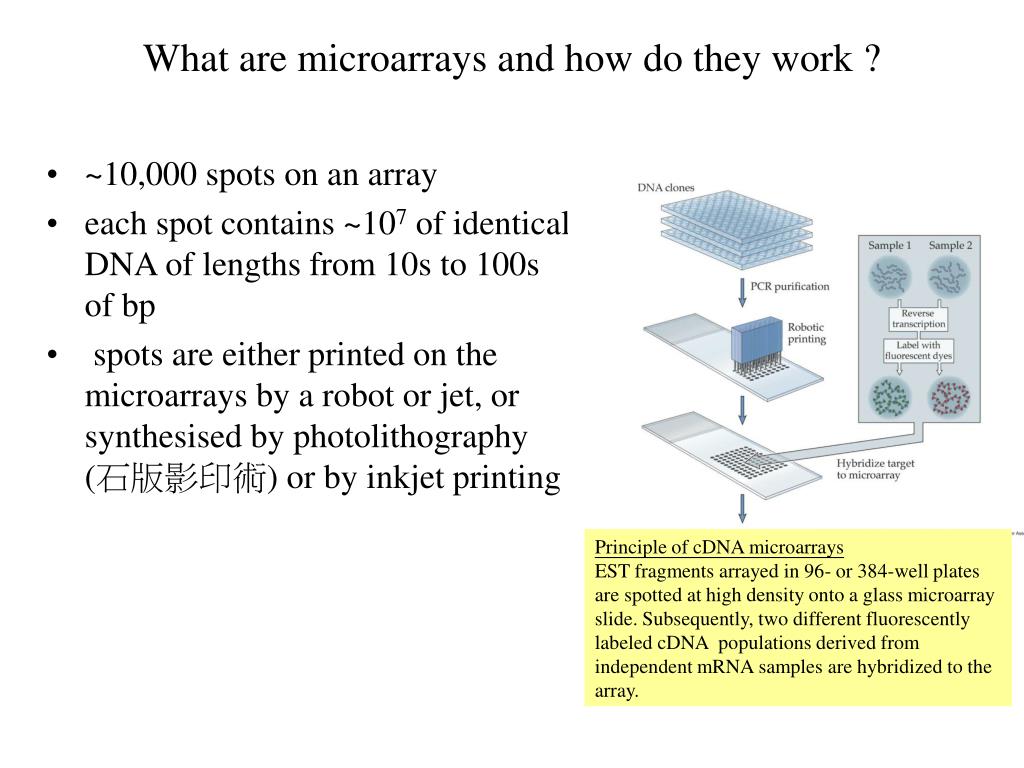 PPT Microarray Introduction PowerPoint Presentation, free download