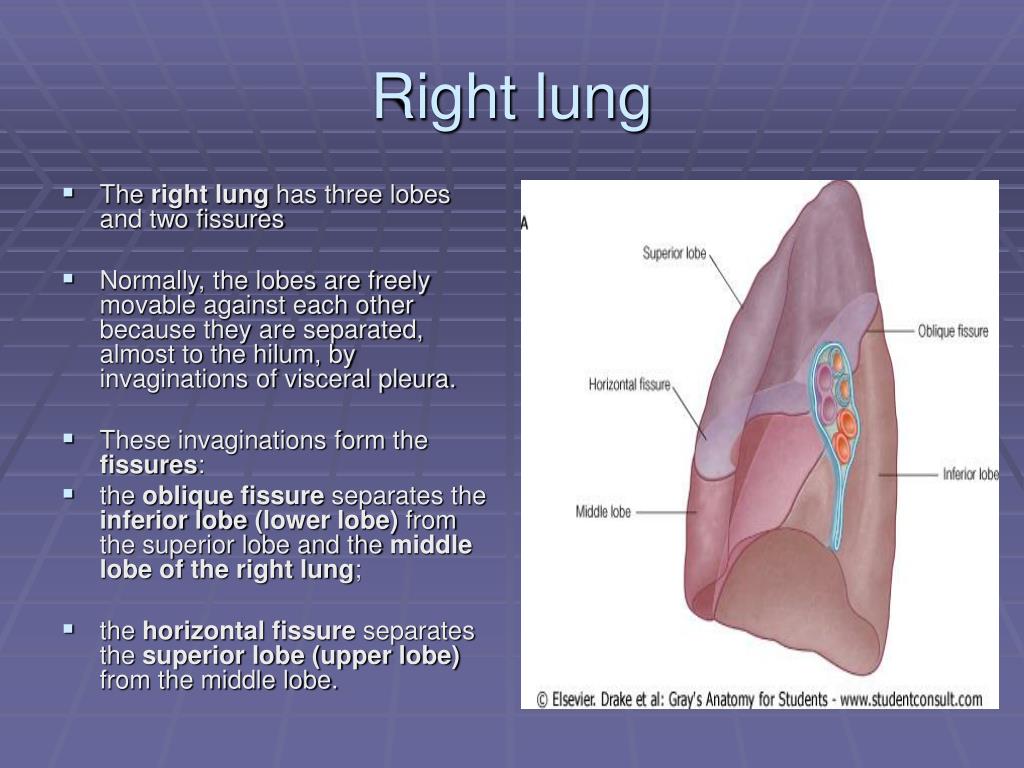 PPT Trachea and lungs PowerPoint Presentation, free download ID4779845