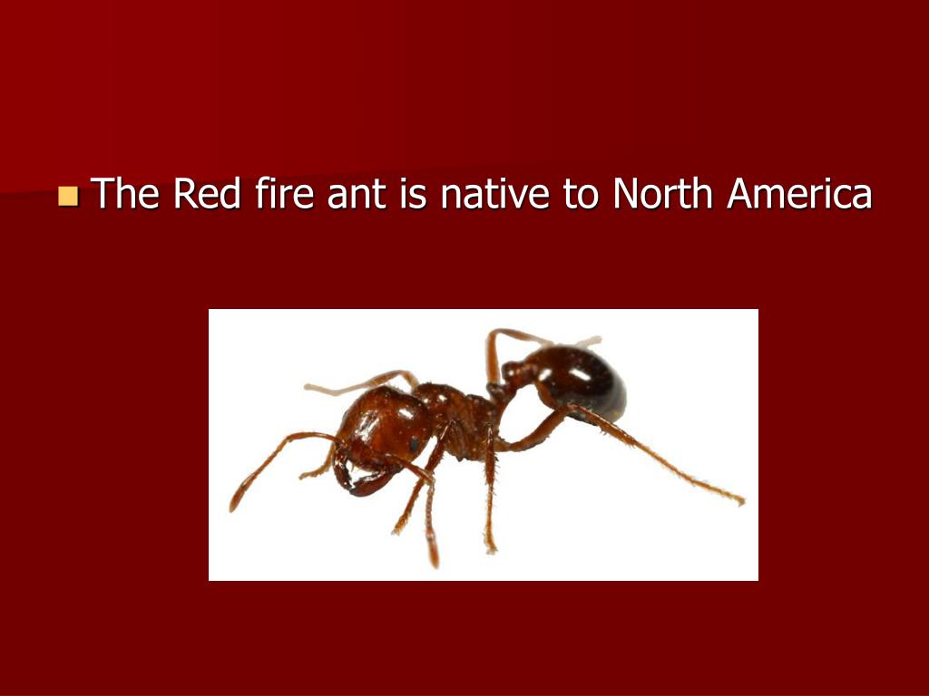 PPT Red Imported Fire Ant PowerPoint Presentation, free download ID