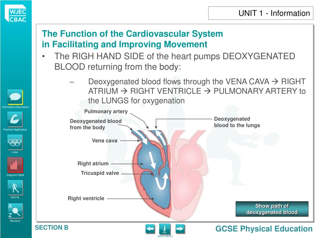 PPT UNIT 1 Information PowerPoint Presentation, free download ID