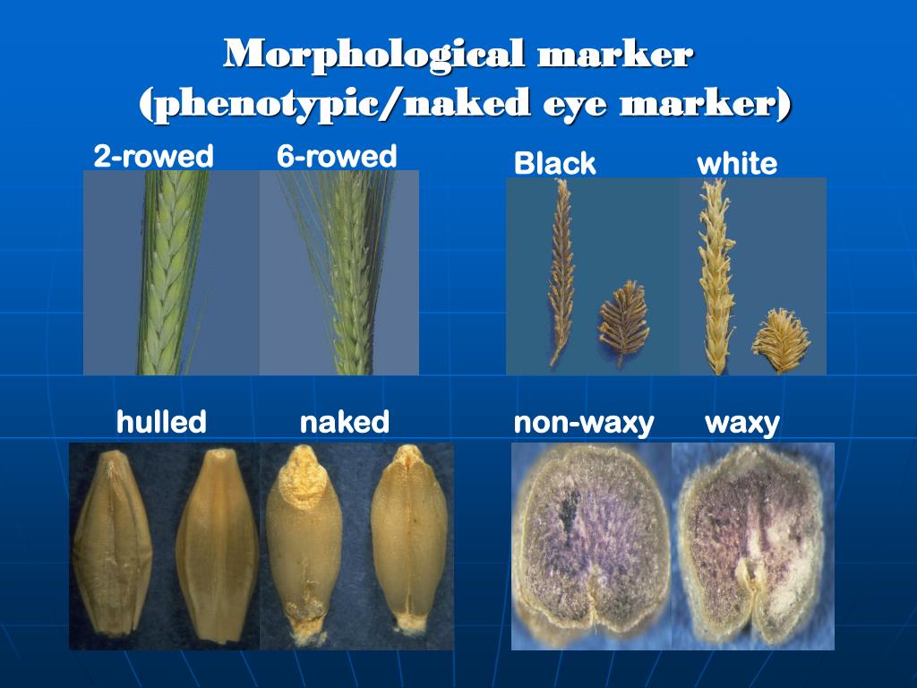 PPT MARKERS IN PLANT BREEDING PowerPoint Presentation, free