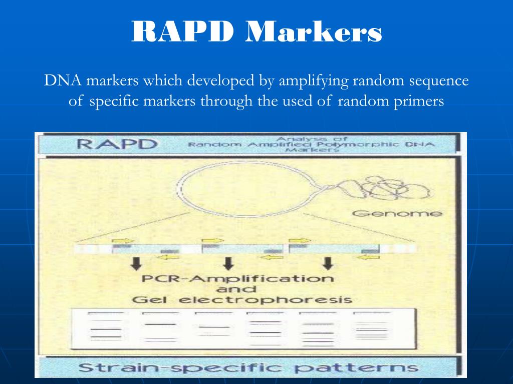 PPT MARKERS IN PLANT BREEDING PowerPoint Presentation, free