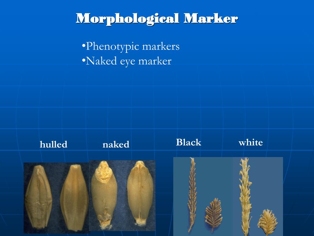 PPT MARKERS IN PLANT BREEDING PowerPoint Presentation, free