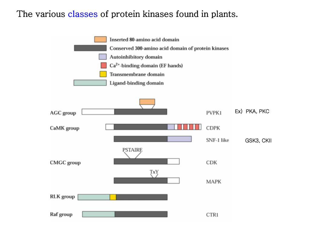 PPT Protein Kinases PowerPoint Presentation, free download ID4785362