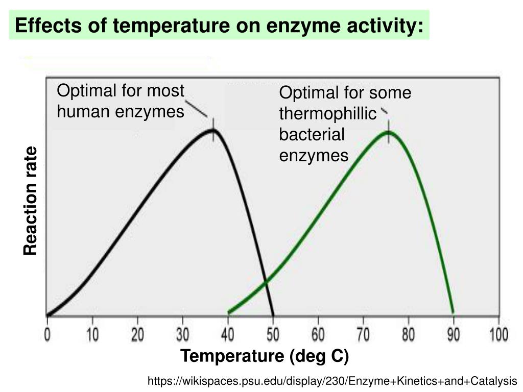 PPT Enzyme and associated reactor design Determination of
