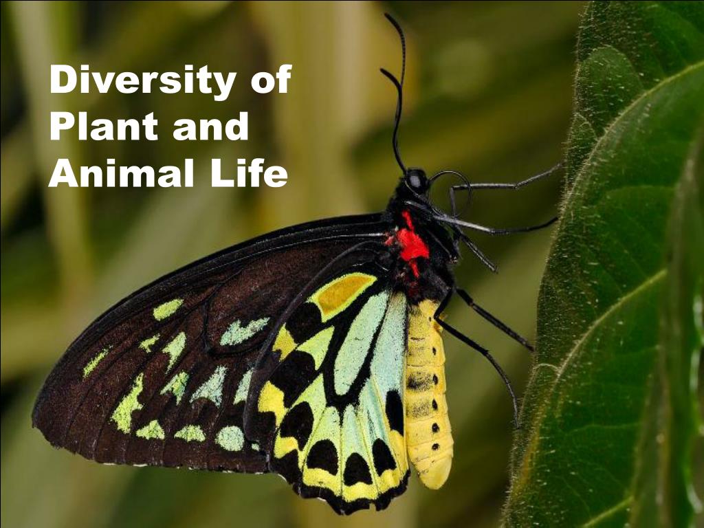 PPT Diversity of Plant and Animal Life PowerPoint Presentation, free