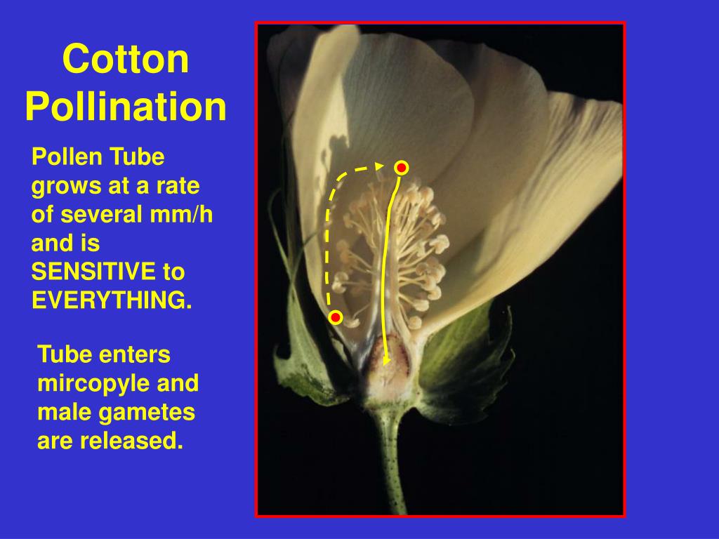 PPT Growth and Development of the Cotton Fruit PowerPoint Presentation ID4786253