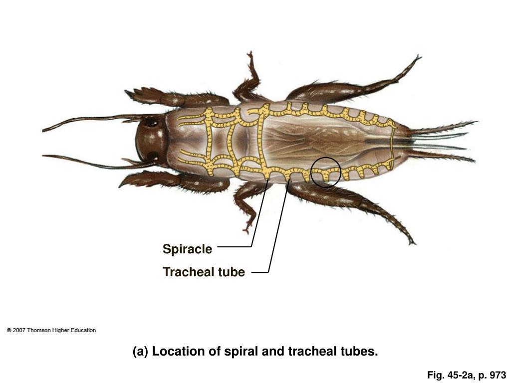 PPT Gas Exchange PowerPoint Presentation, free download ID4787068