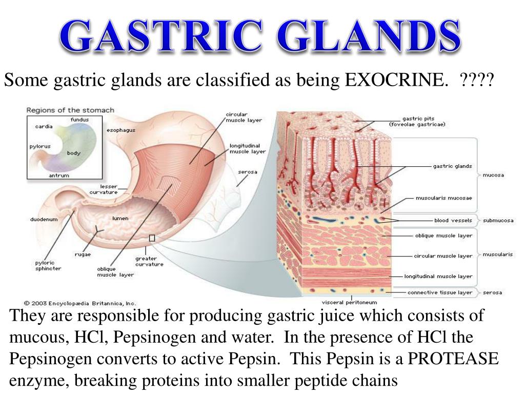 PPT DIGESTIVE SYSTEM PROCESSES and PHYSIOLOGY PowerPoint Presentation