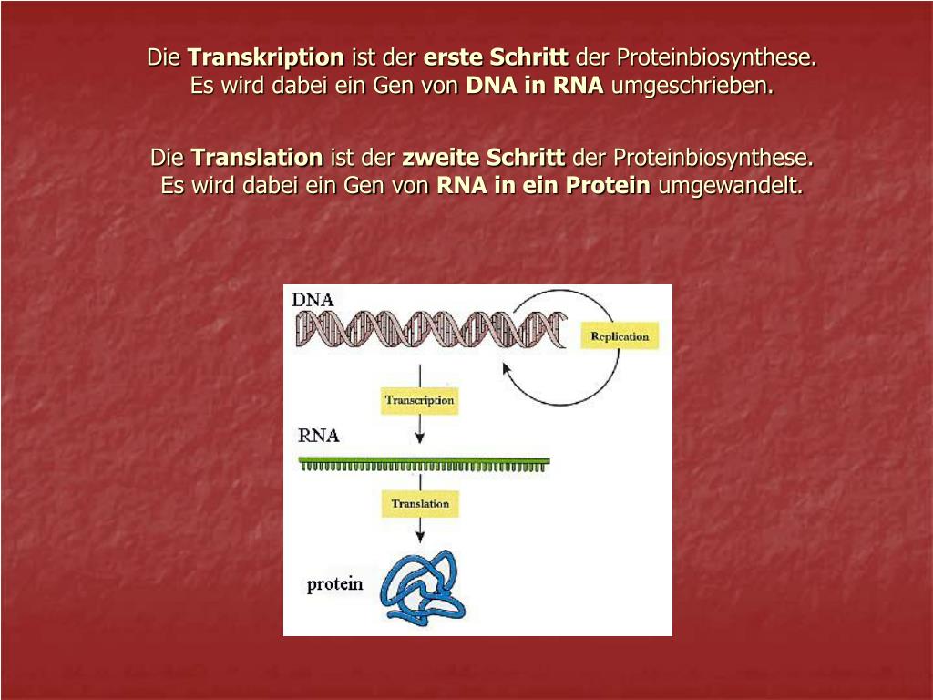 PPT Translation und Transkription PowerPoint Presentation, free