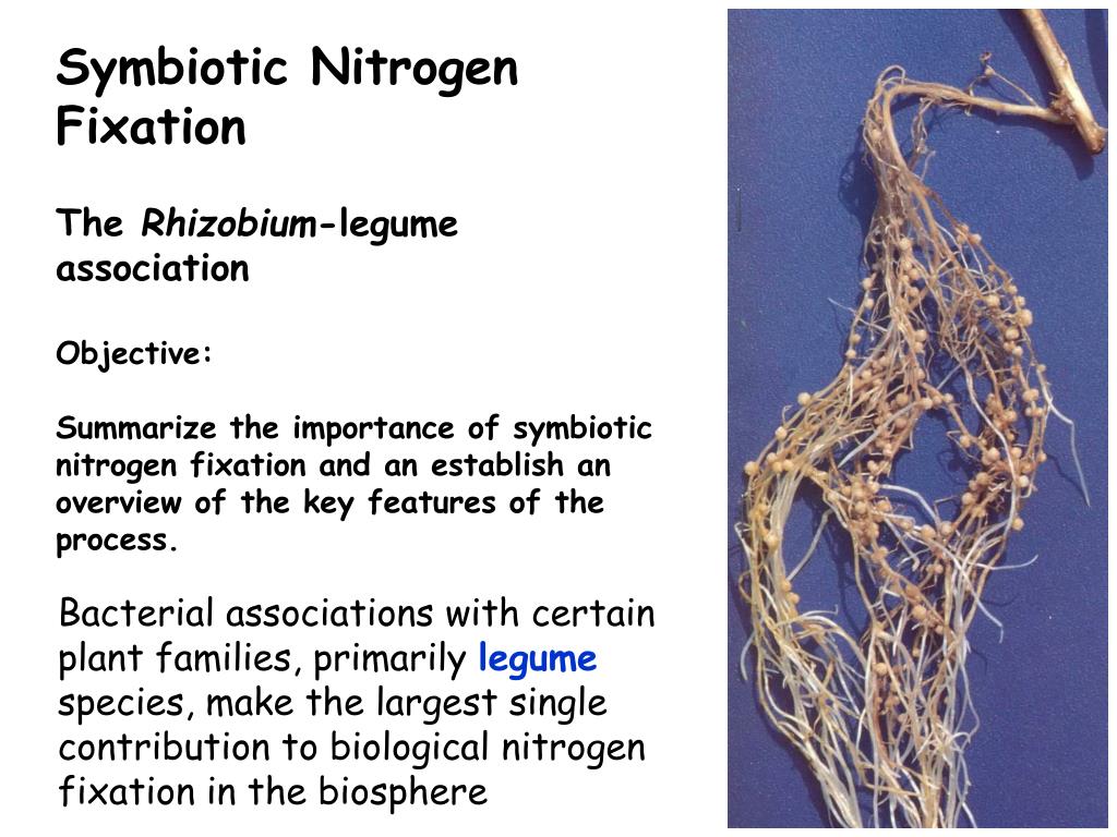 Nitrogen Fixation Legumes