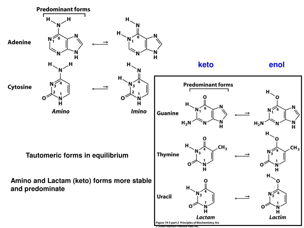 PPT Chapter 19 Nucleic Acids PowerPoint Presentation, free download
