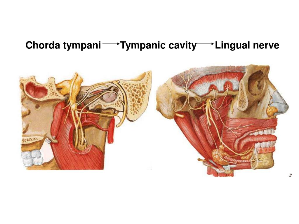 PPT 12 pairs PowerPoint Presentation, free download ID4803742