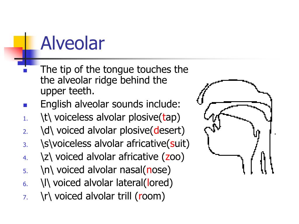 PPT Phonology & Phonatics PowerPoint Presentation, free download ID