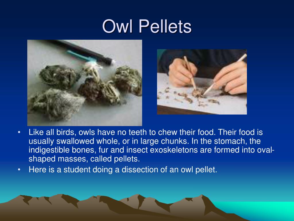 PPT Owls PowerPoint Presentation, free download ID4806776