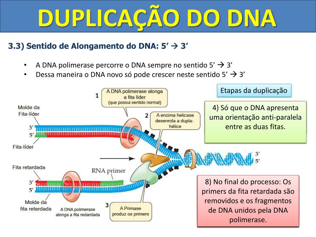 PPT Duplicação do DNA & Síntese de proteínas PowerPoint Presentation