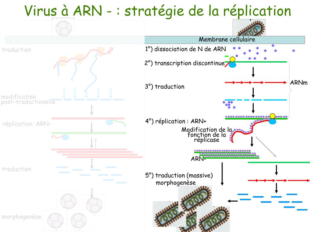 PPT Virus à ARN + stratégie de réplication PowerPoint Presentation ID4808131