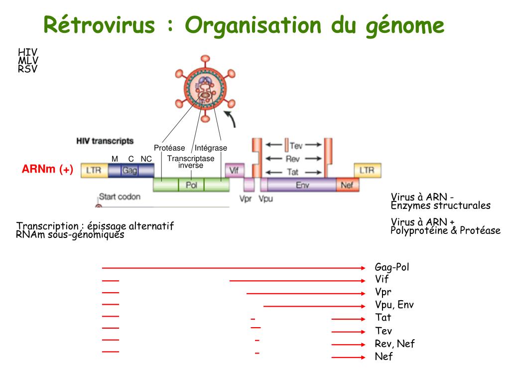 PPT Virus à ARN + stratégie de réplication PowerPoint Presentation ID4808131