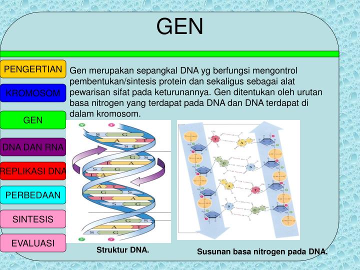 Perbedaan Dna Dan Rna Pada Struktur DNA Informasi