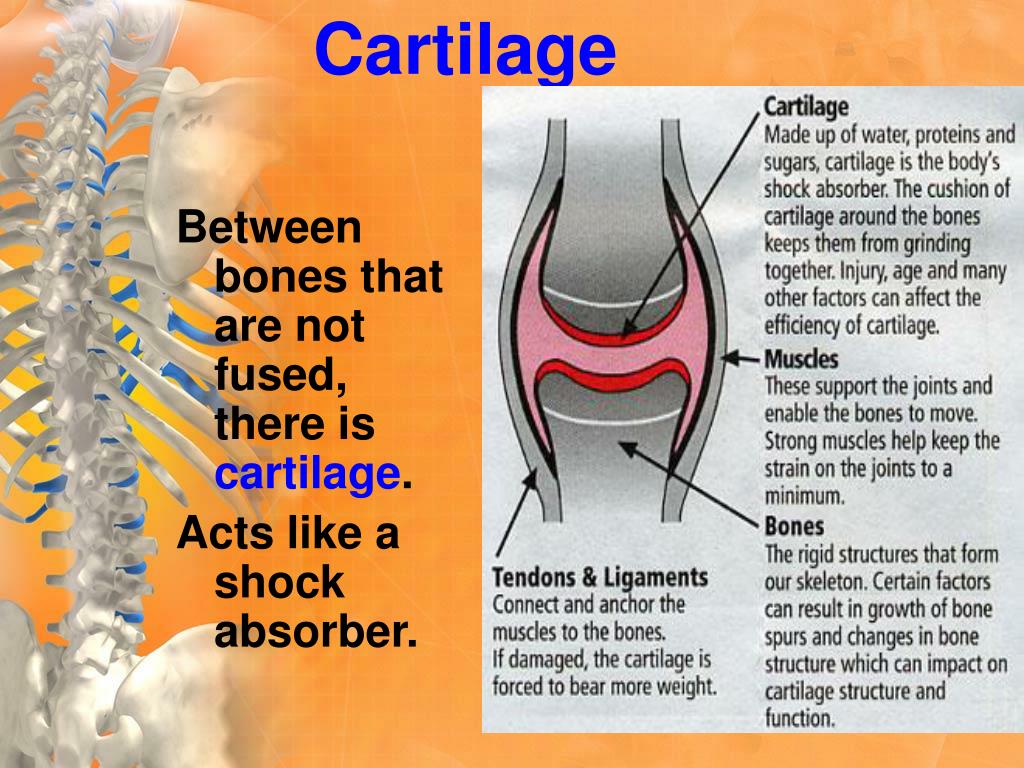 PPT Nervous & Musculoskeletal System PowerPoint Presentation ID4811530