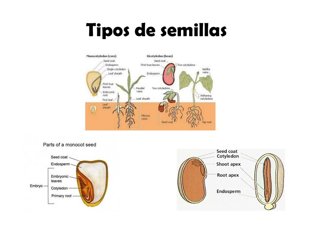 PPT Transformación de biomoléculas y regulación metabólica PowerPoint