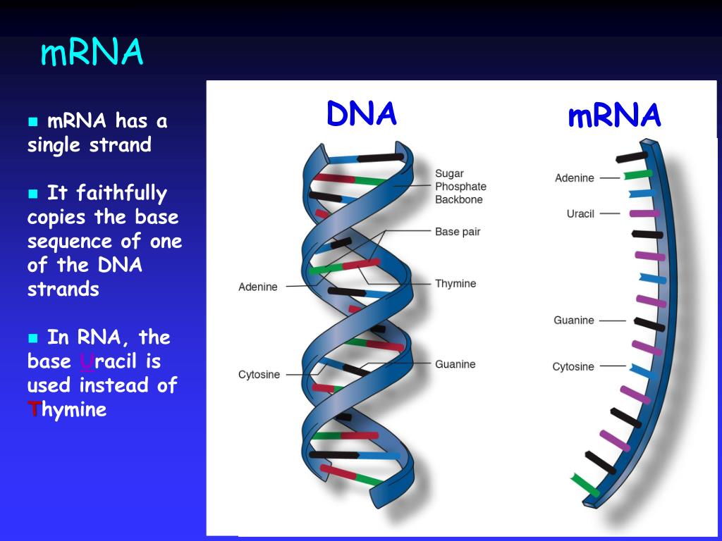 PPT The Biochemistry of Adrenoleukodystrophy (ALD) PowerPoint