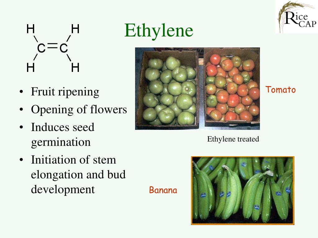 PPT Plant Hormones PowerPoint Presentation, free download ID4817709