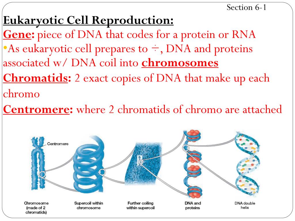 PPT Chapter 6 Chromosomes and Cell Reproduction PowerPoint