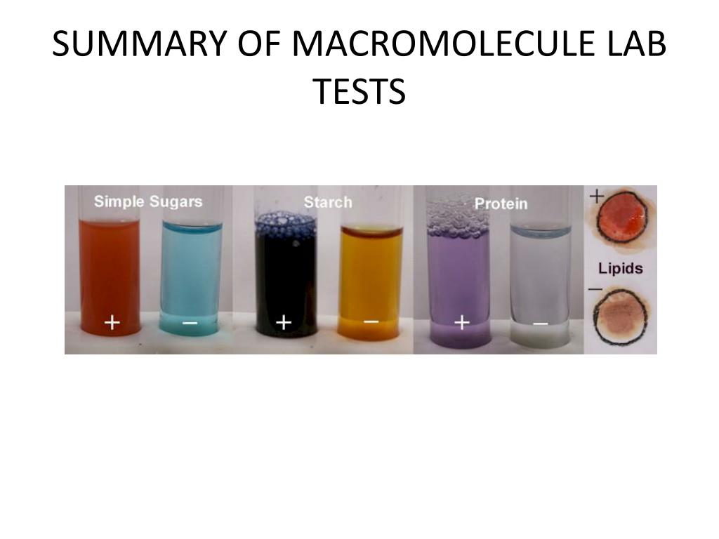 PPT Testing Macromolecules PowerPoint Presentation, free download